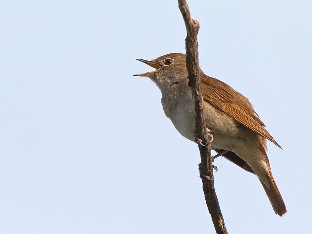 Nachtigall Luscinia megarhynchos Rufous Nightingale